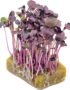 Daikon Red – Microgreens Punnet
