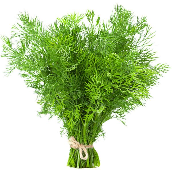 Dill Leaves