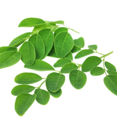 Drumstick Leaves (Moringa Leaves)