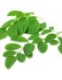 Drumstick Leaves (Moringa Leaves)