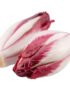 Endive Red