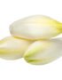 Endive White