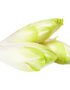 Endives White Chicory