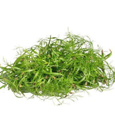 Fennel – Microgreen Cut