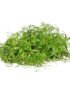 Fennel – Microgreen Cut