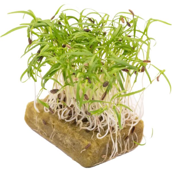 Fennel – Microgreens Punnet