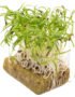Fennel – Microgreens Punnet