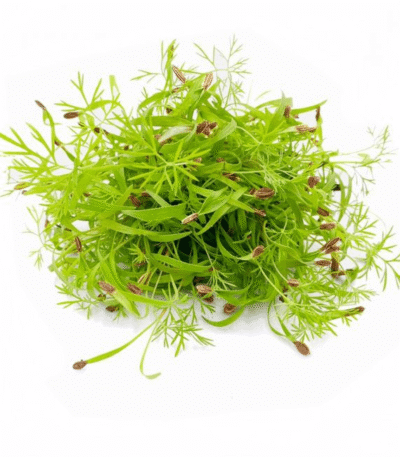 Fennel Cress – Freshly Cut Soil Grown