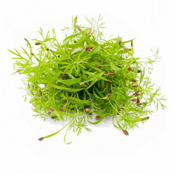 Fennel Cress – Freshly Cut Soil Grown