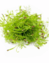 Fennel Cress – Freshly Cut Soil Grown