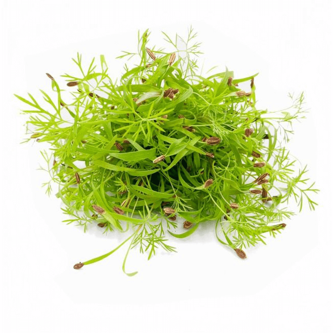 Fennel Cress – Freshly Cut Soil Grown