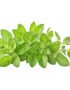 Fresh Oregano Leaves