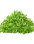 Garden Cress – Microgreen Cut