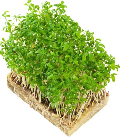 Garden Cress – Microgreens Punnet