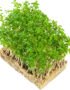 Garden Cress – Microgreens Punnet