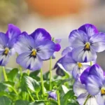 Edible Flowers