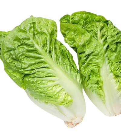 Lettuce Romaine