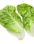 Lettuce Romaine