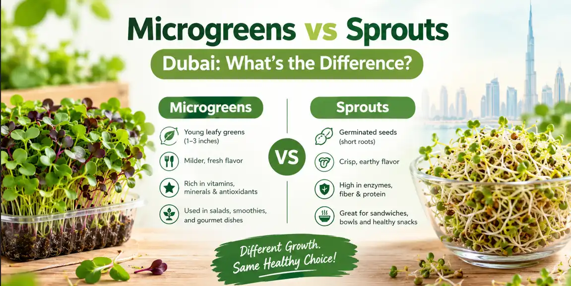 Microgreens vs Sprouts Dubai: What's the Difference?