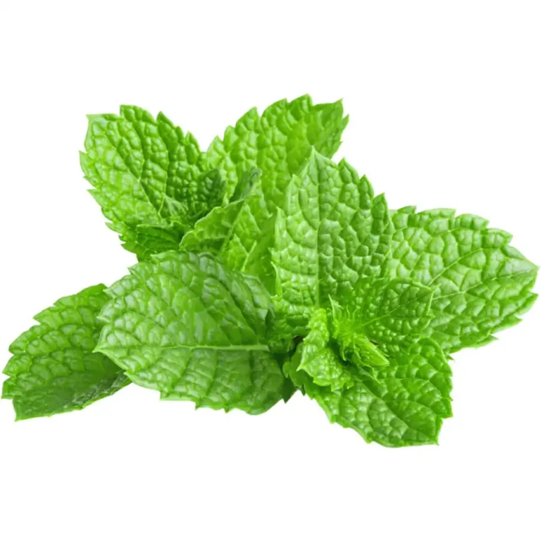 Mint leaves