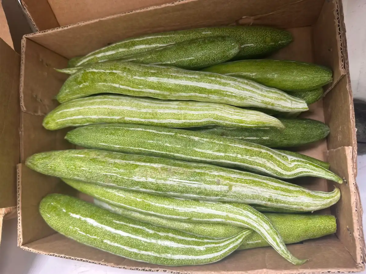 Snake Gourd (Bangladesh Kohi) Snake Gourd (Bangladesh Kohi)