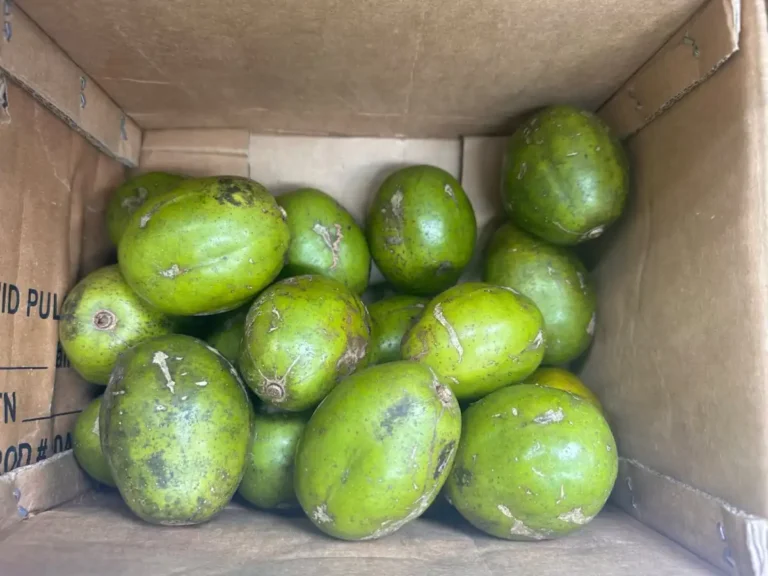 Hog Plum