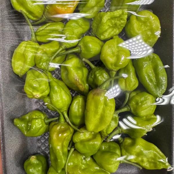 Naga Chilli (Bangladesh Naga morchi) in Dubai